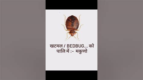 bedbug meaning in Marathi .